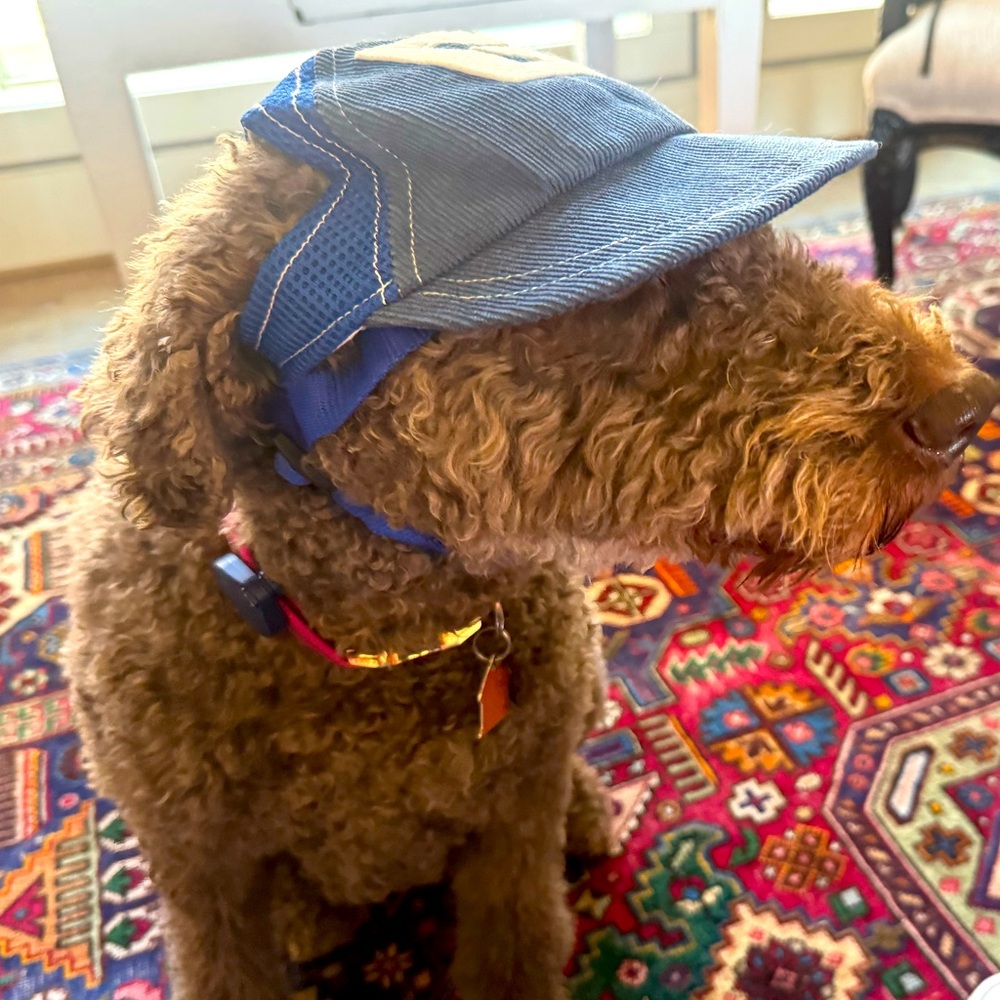 NWOT Baseball Hat for your Pampered Pooch! Fits dogs from 30-55 lbs.